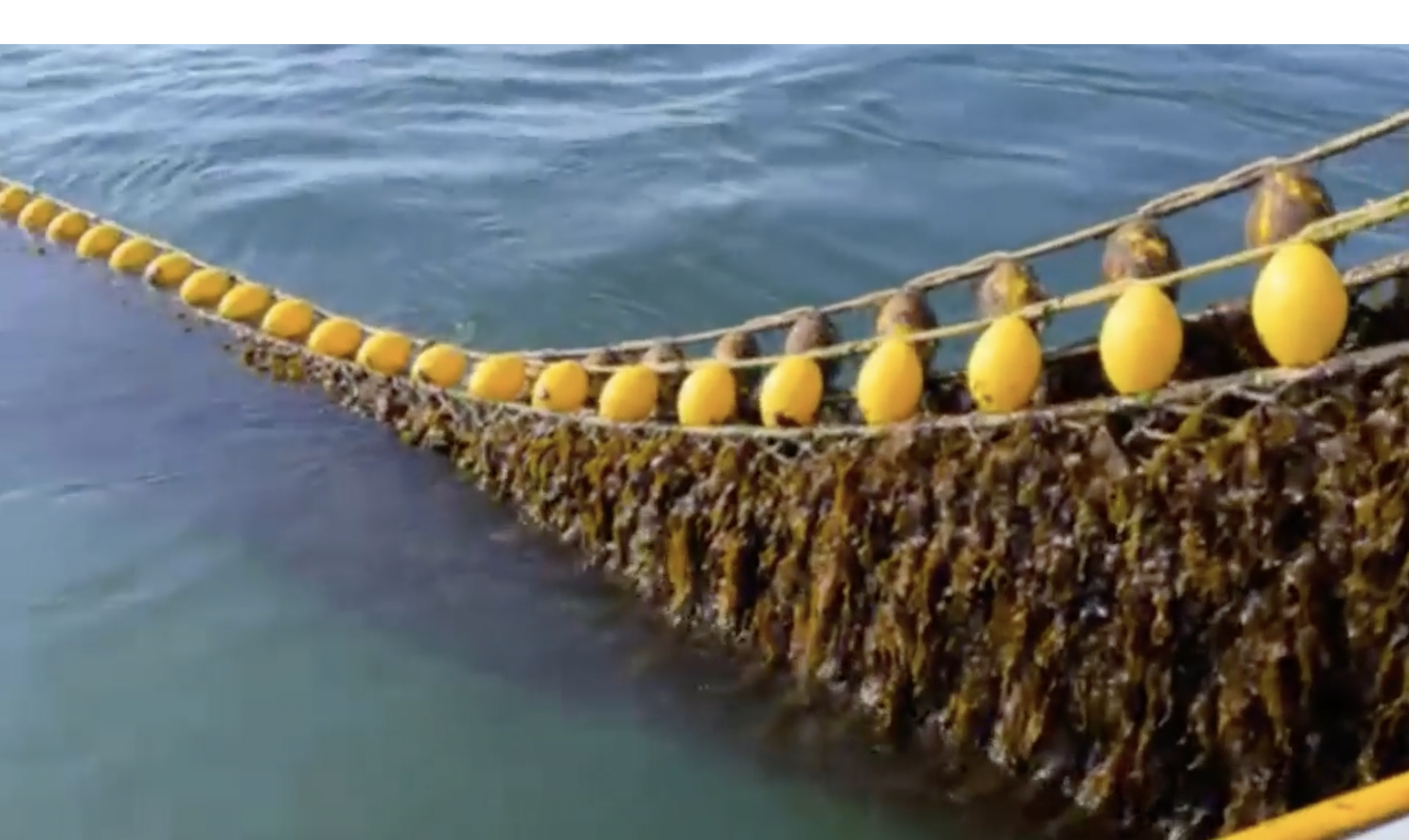 Dutch Pilot News | Successful Seaweed Harvest and Machine testing