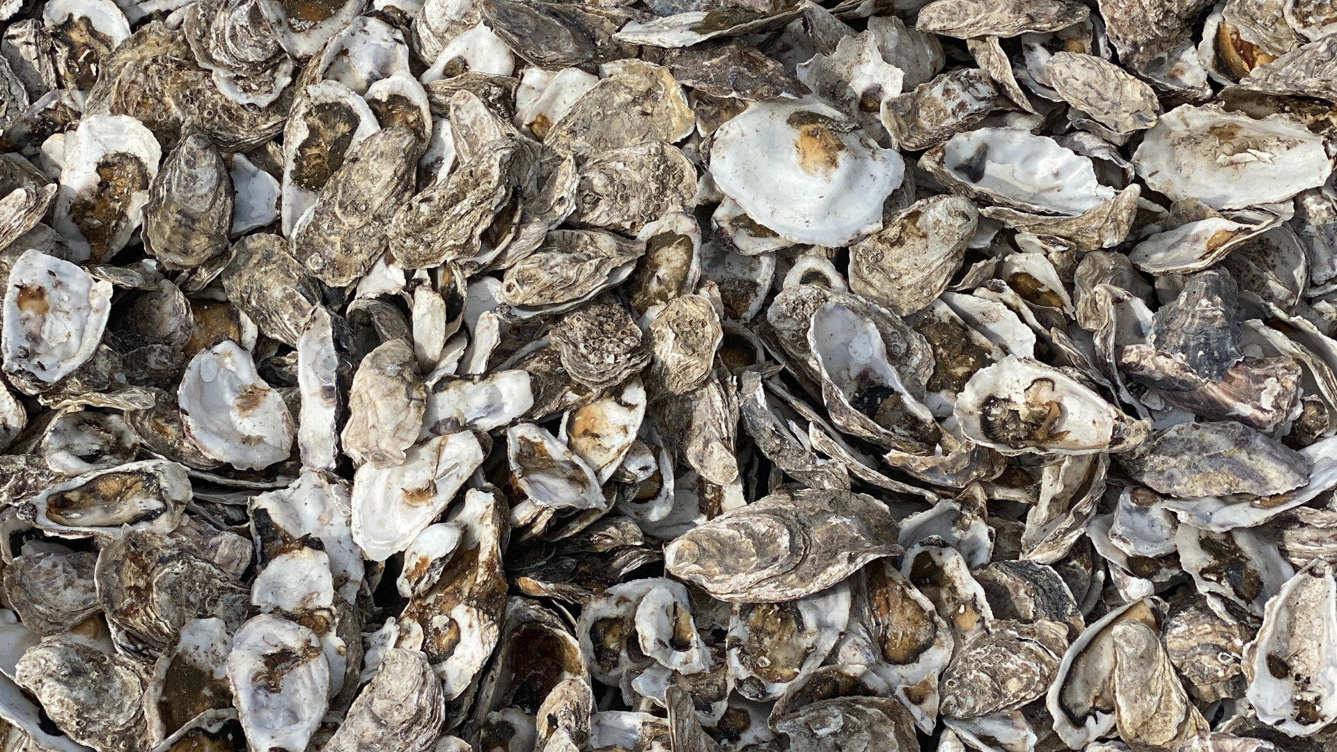 University of Gent Research Reveals Optimal Locations for Offshore Oyster Habitat Restoration under UNITED's Project